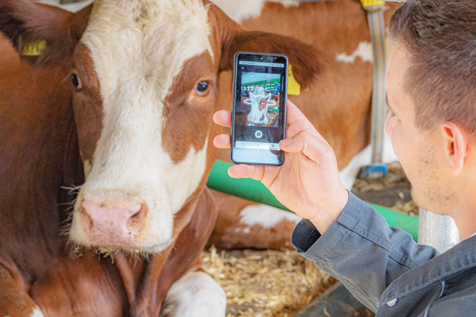 Ein Landwirt mit der App Viehworld vor einer Kuh.